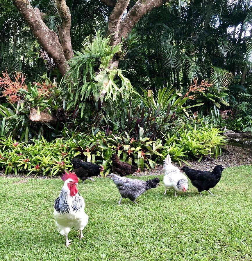 伊甸园休憩住宿加早餐旅馆 Cooroy 外观 照片